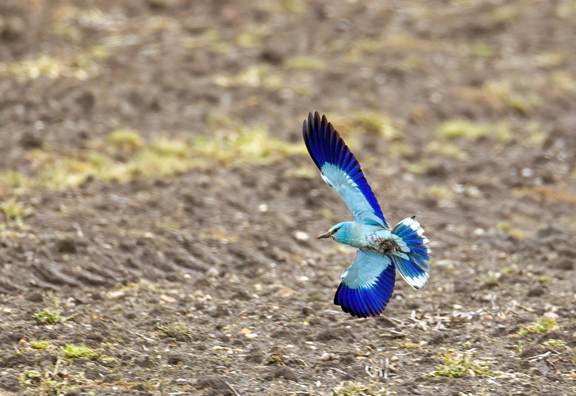 Roller Coracias garrulus Aldborough ERast Yorkshire June 2012