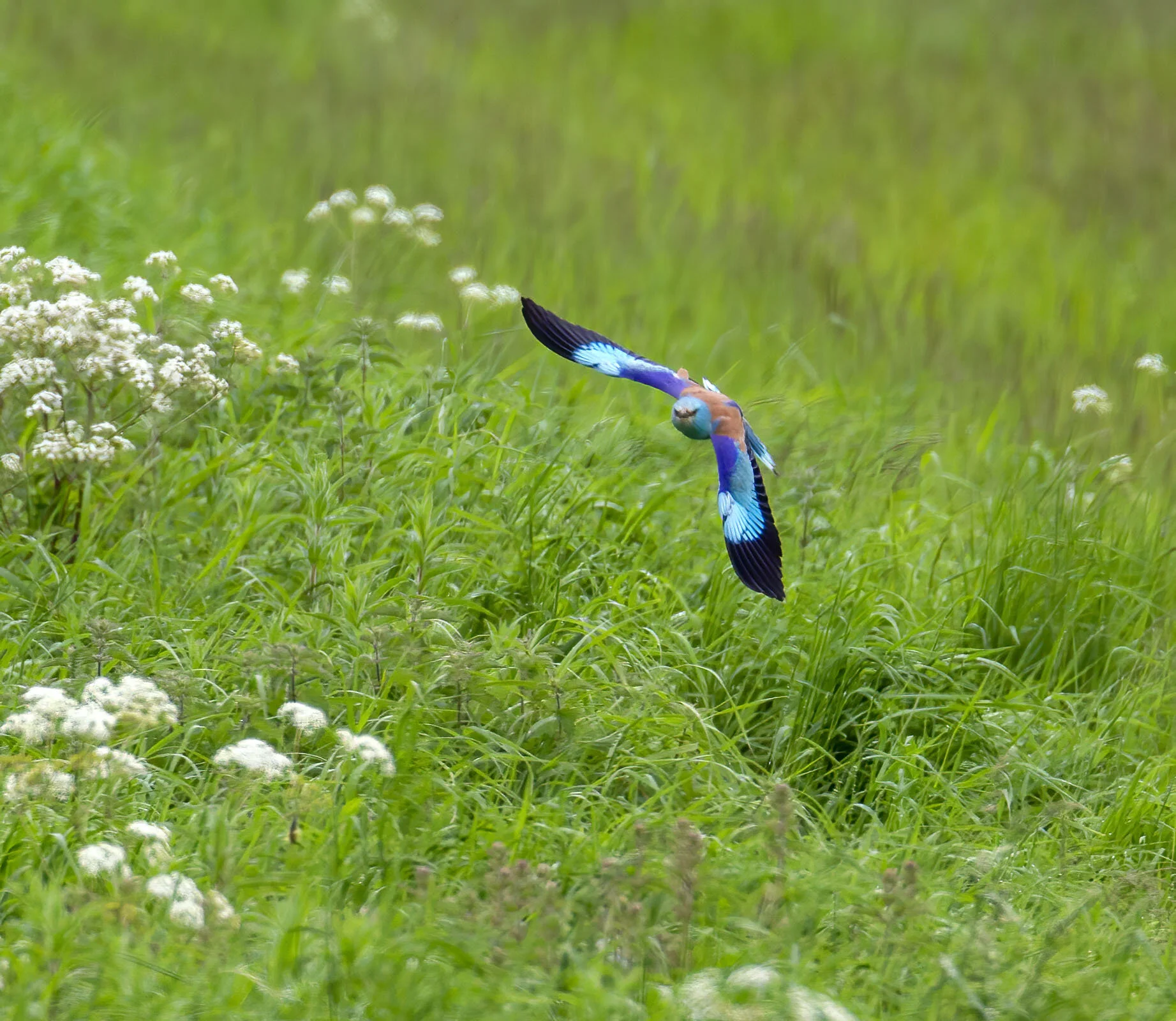 Roller Coracias garrulus Aldborough ERast Yorkshire June 2012