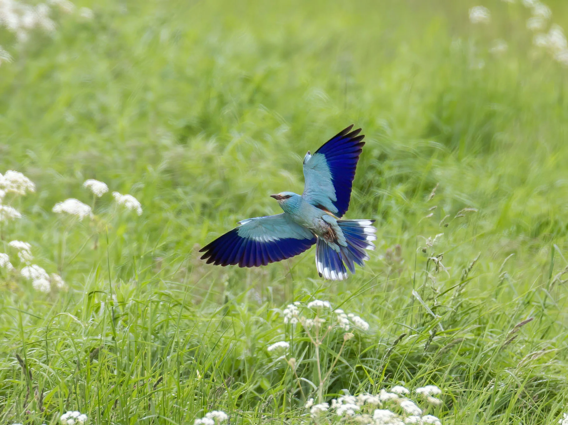 Roller Coracias garrulus Aldborough ERast Yorkshire June 2012