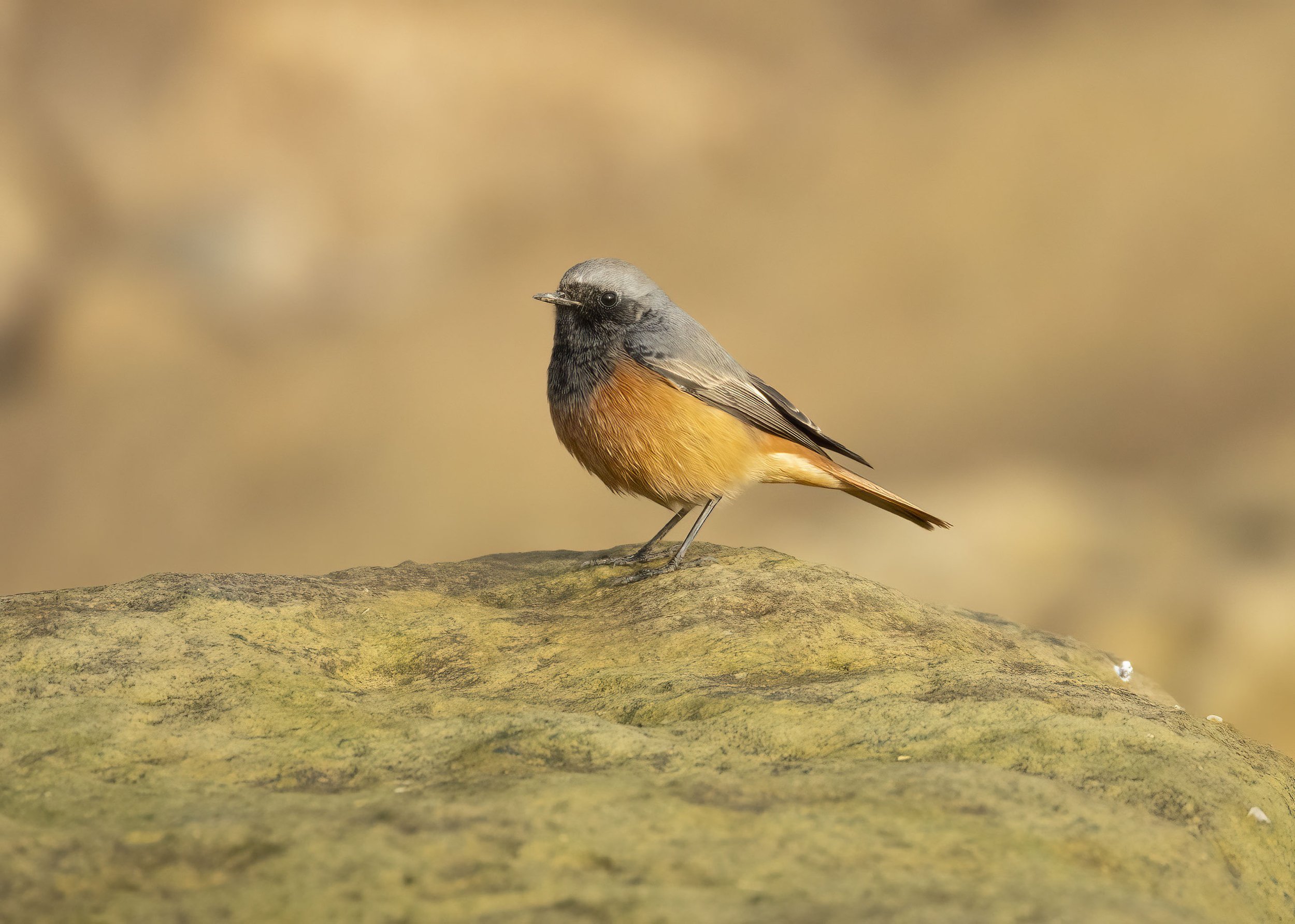 Eastern Black Redstarts and the Lincolnshire connections 
