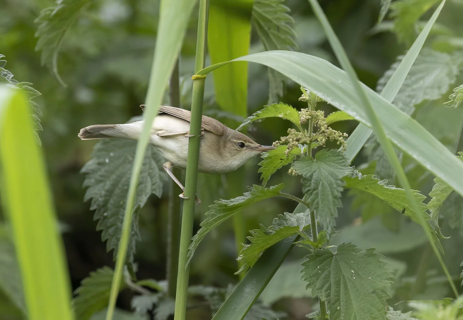 2026 what to do birding wise and reflections on bird finding 