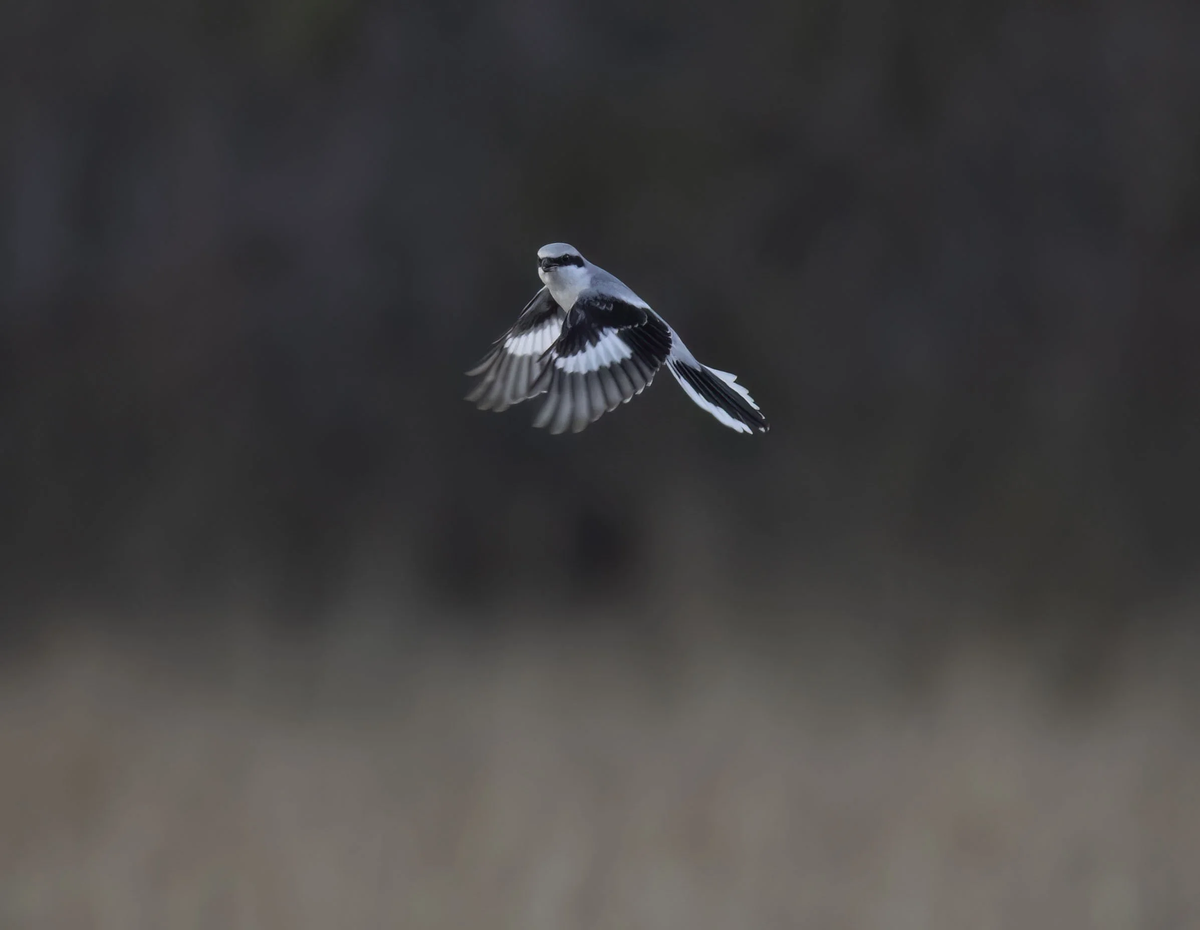 The Fillingham Great Grey Shrike and other large grey shrike conundrums including Steppe Grey Shrike a taxonomic bafflement