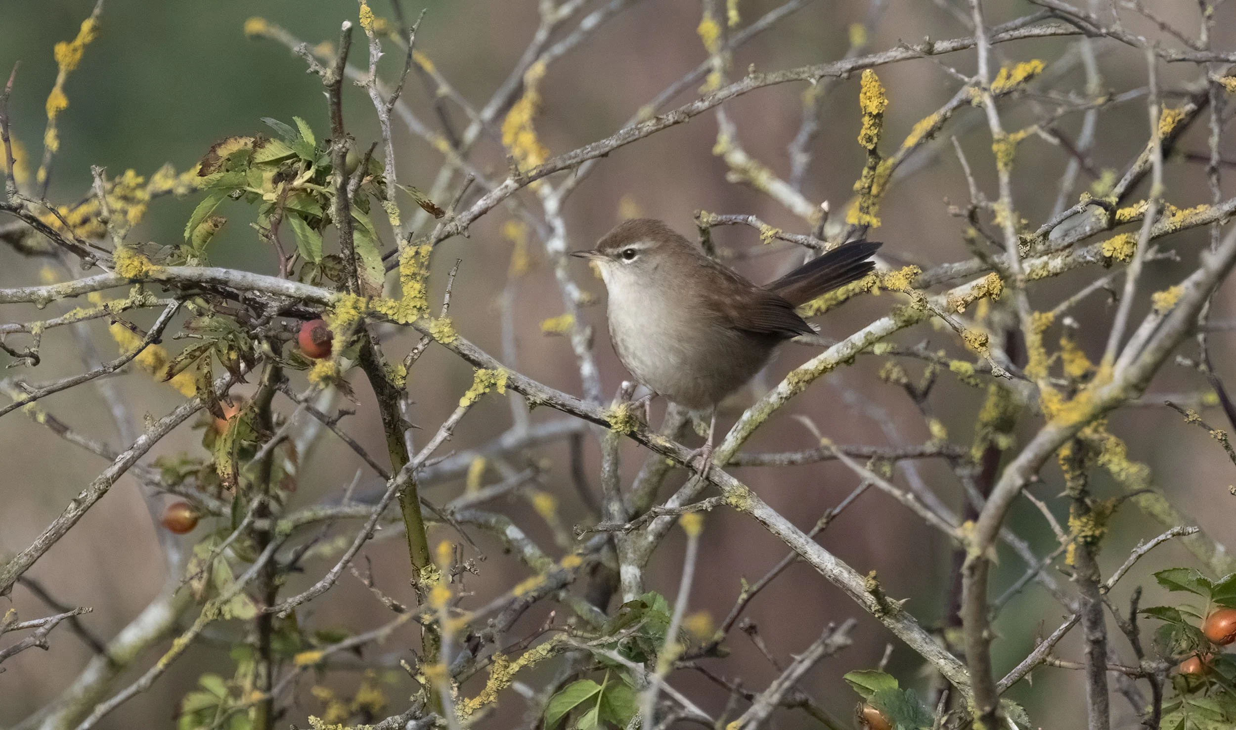 February 13th –the rise and rise of the Cetti’s Warbler on my local patch and more historical ramblings: