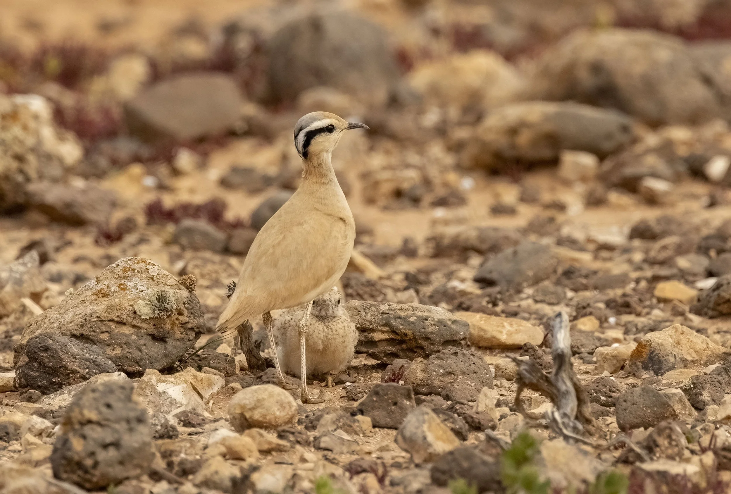 Fuerteventura March 2026
