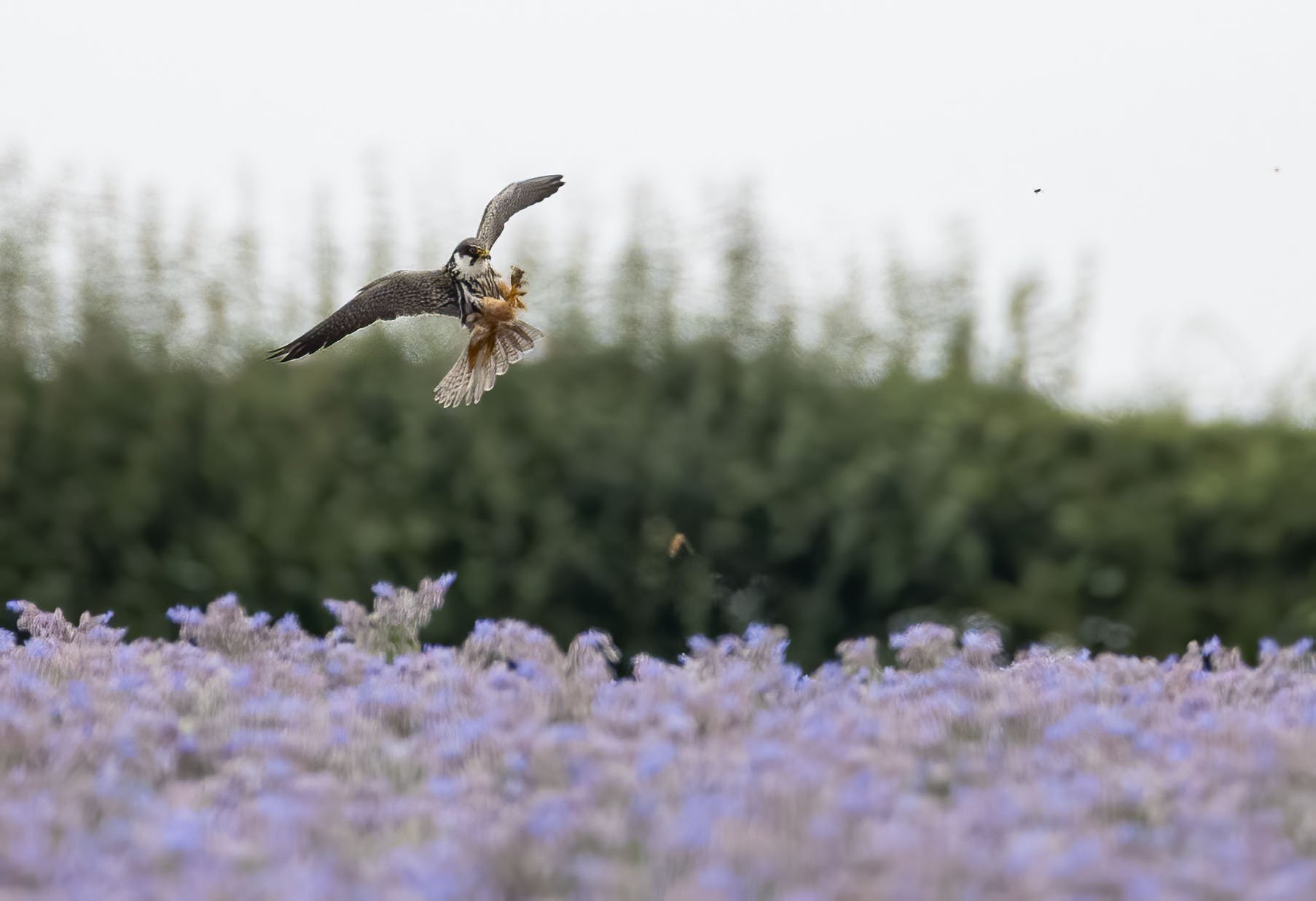 Hobby and Painted Ladies 