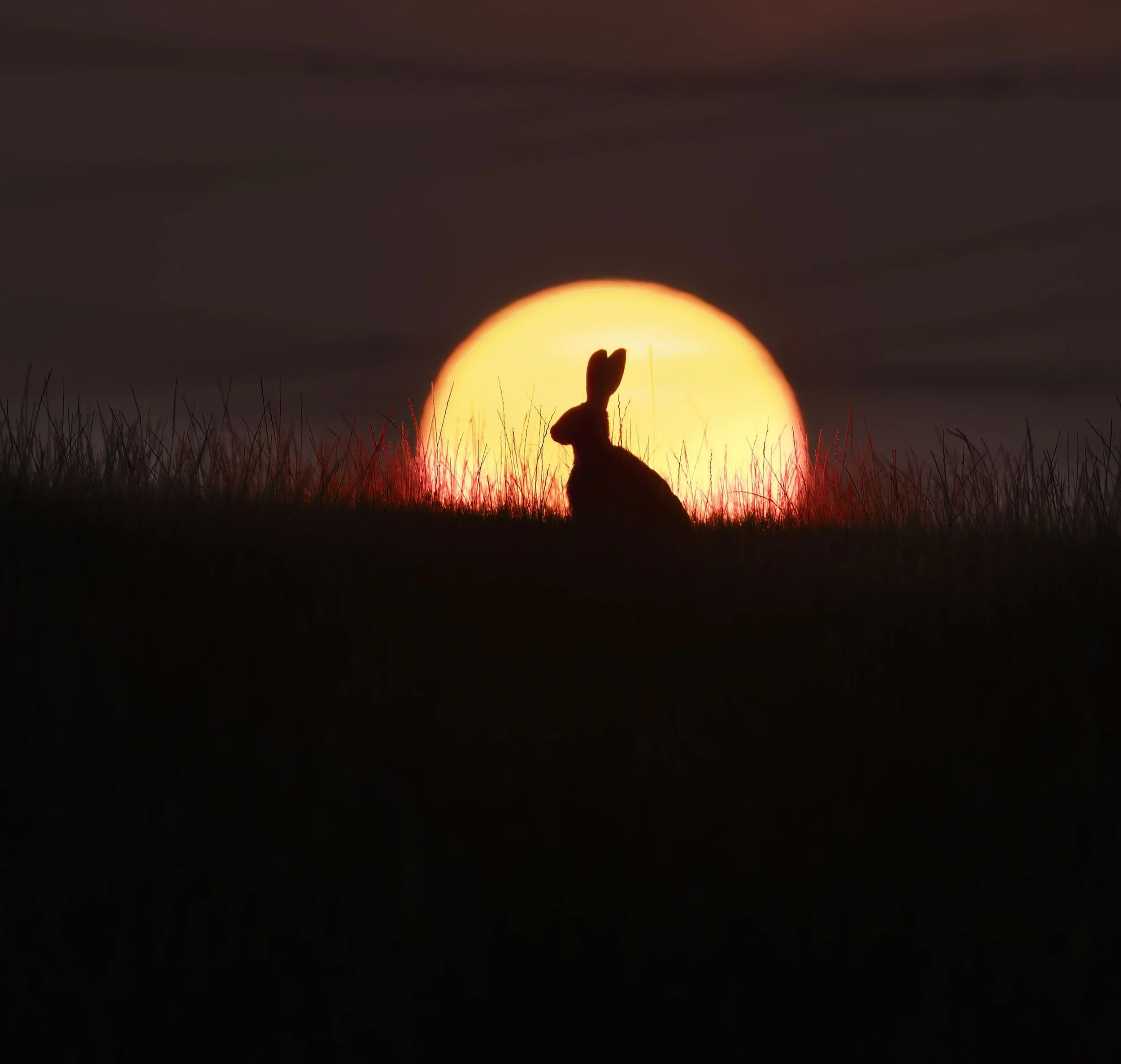 Brown Hare sunset 