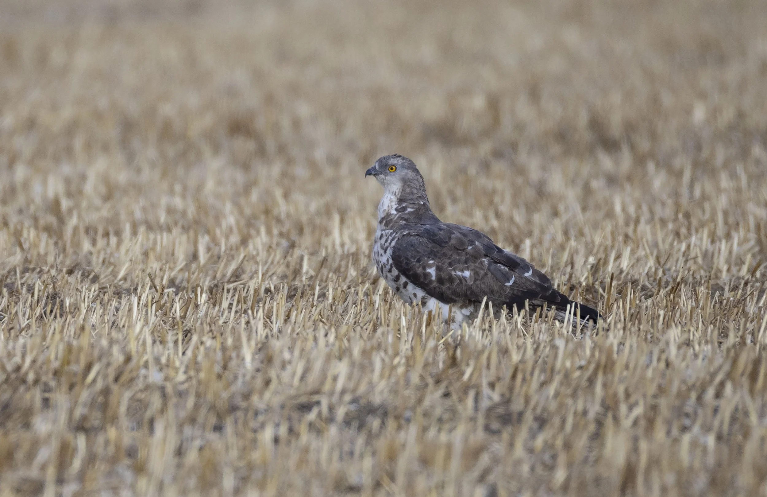 adult ie 3cy+ male Honey-buzzard 