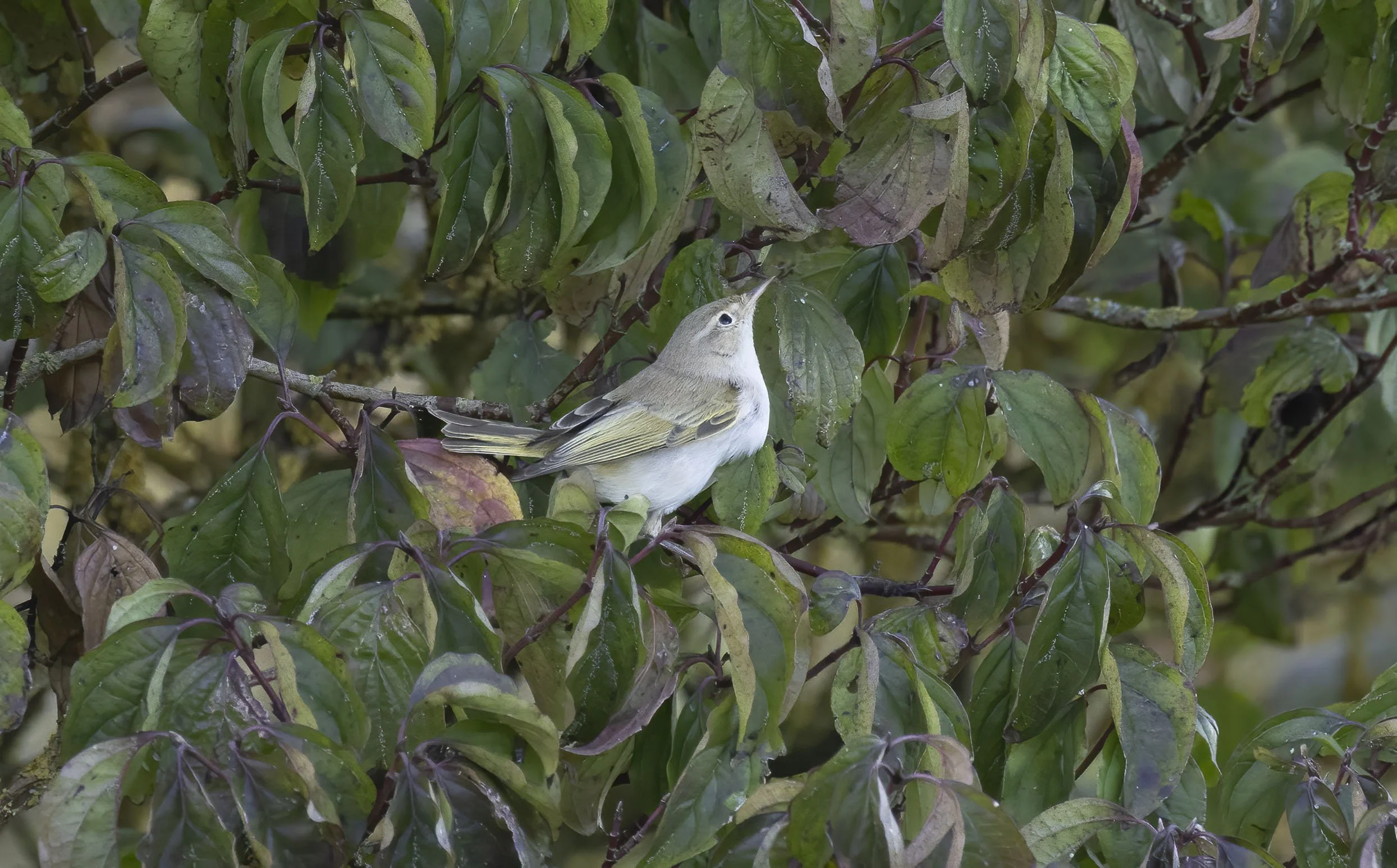 Eastern Bonelli’s Warbler at Gibraltar Point