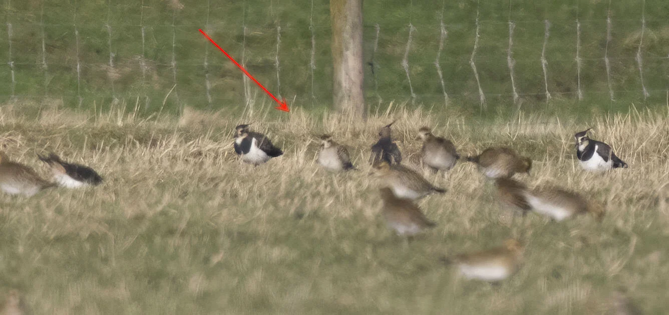 Pacific Golden Plover Pluvialis fulva Alkborough Flats, Lincolnshire, January 2015