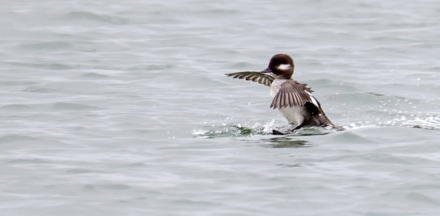 Bufflehead Bucephala albeola, Covenham reservoir Lincolnshire, April 2012