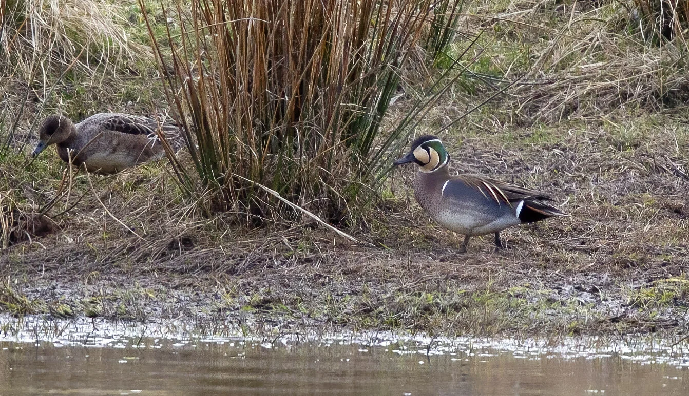 Baikal Teal Anas formosa, Flamborough Head, April 15th 2013 