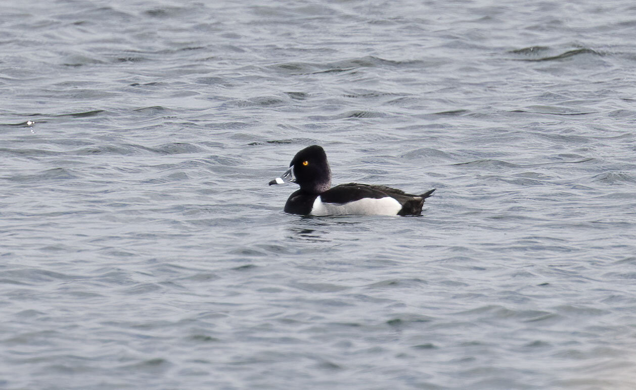 Ring-necked Duck, Barton-Barrow Haven pits, April 2021