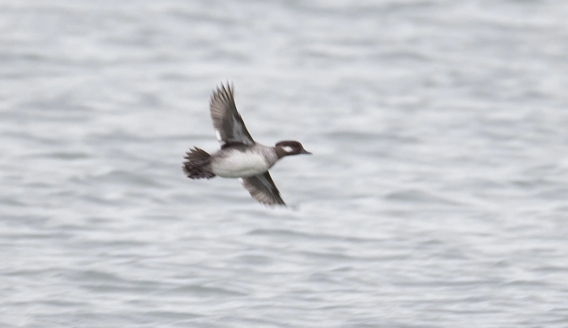  Bufflehead Bucephala albeola, Covenham reservoir Lincolnshire, April 2012