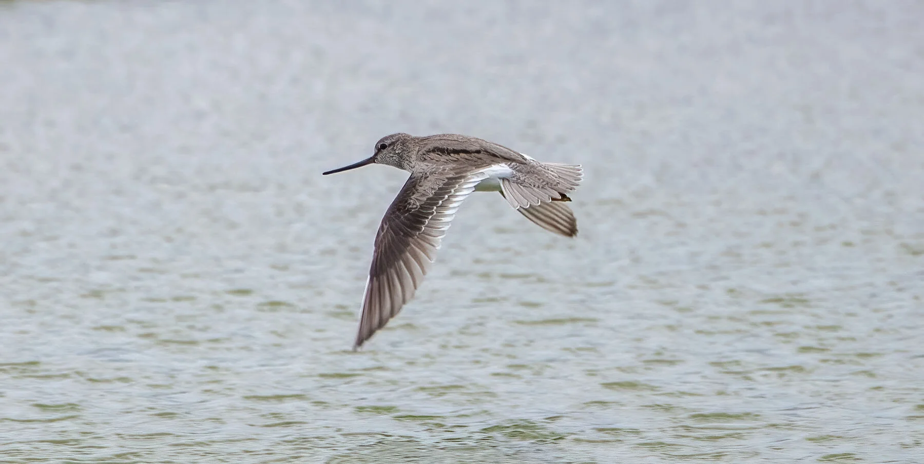 Terek Sandpiper Xenus cinereus Gibraltar Point, Lincolnshire, June 2009