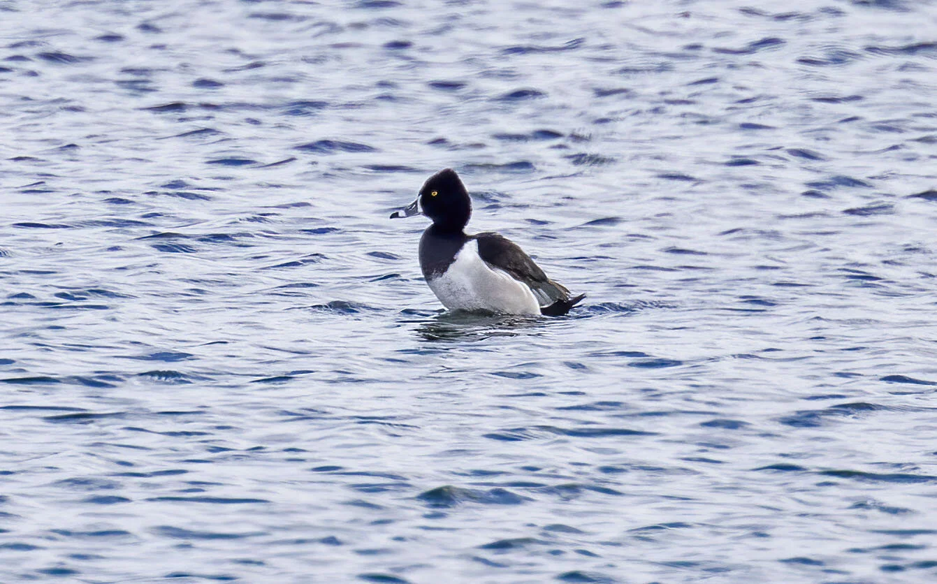 Ring-necked Duck, Barton-Barrow Haven pits, April 2021