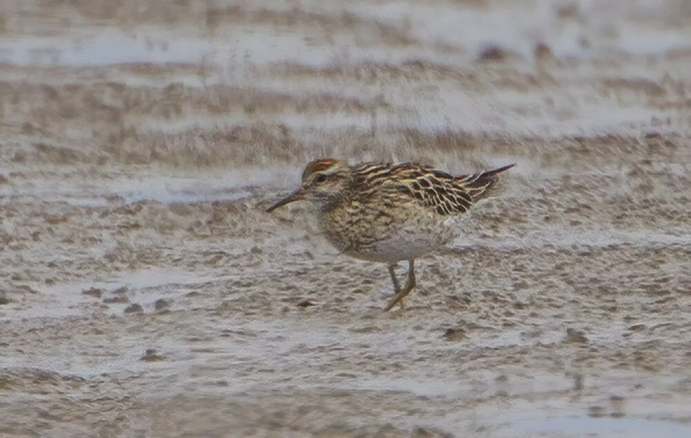 Sharp-tailed Sandpiper Calidris acuminata Kilnsea, August 23rd 2010