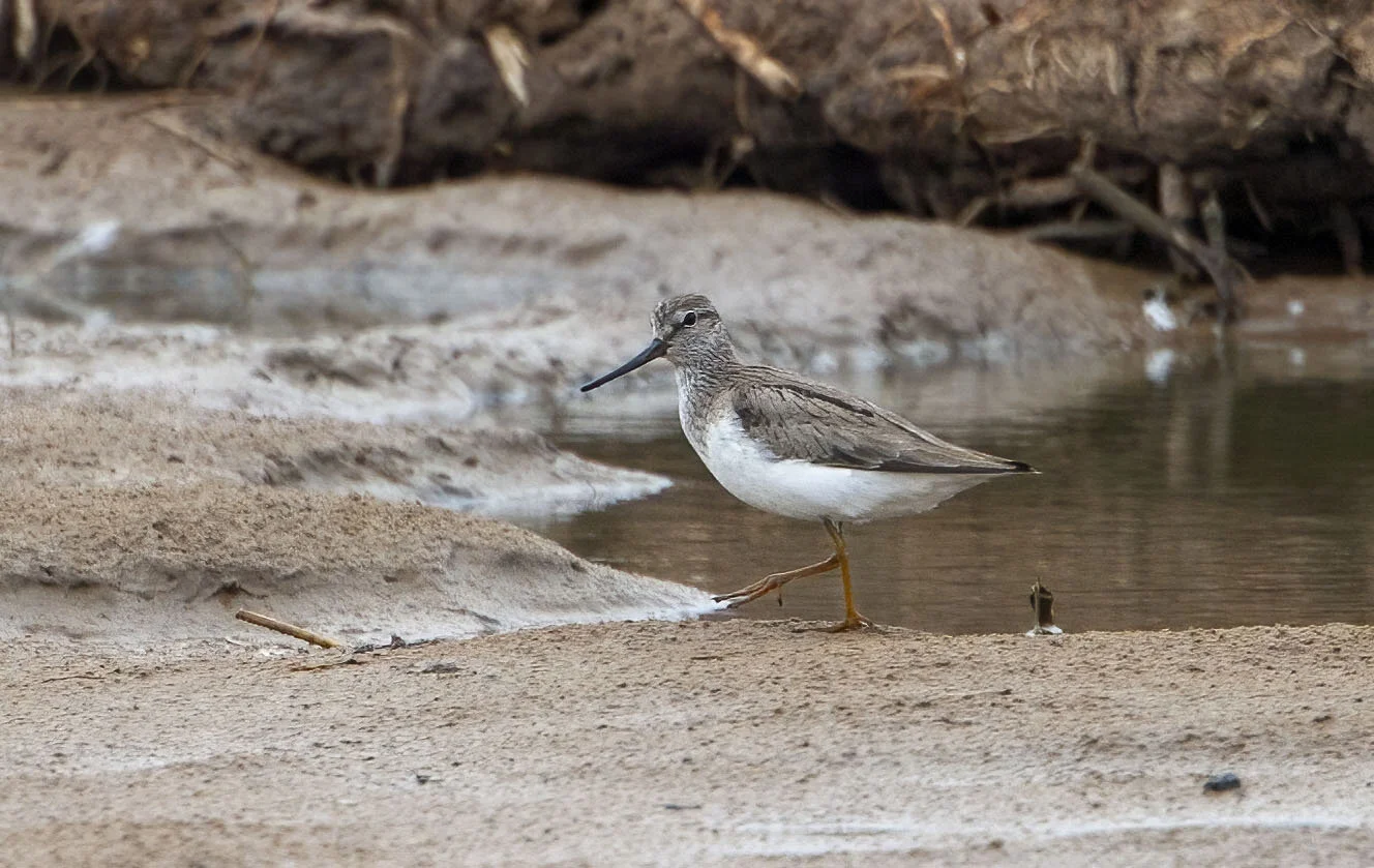 Terek Sandpiper Xenus cinereus Gibraltar Point, Lincolnshire, June 2009