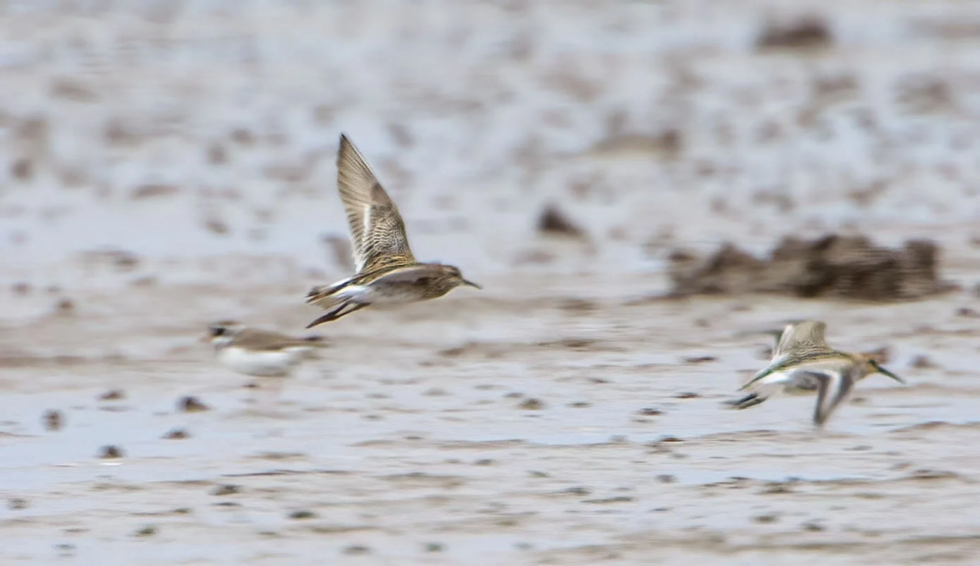 Sharp-tailed Sandpiper Calidris acuminata Kilnsea, August 23rd 2010
