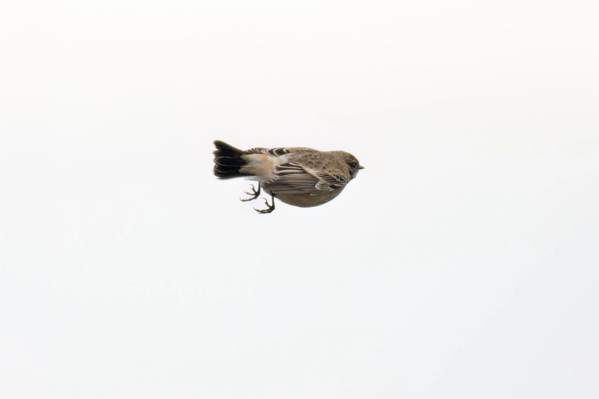 A Siberian Stonechat at Gibraltar Point November 16th 2024 and personal ...