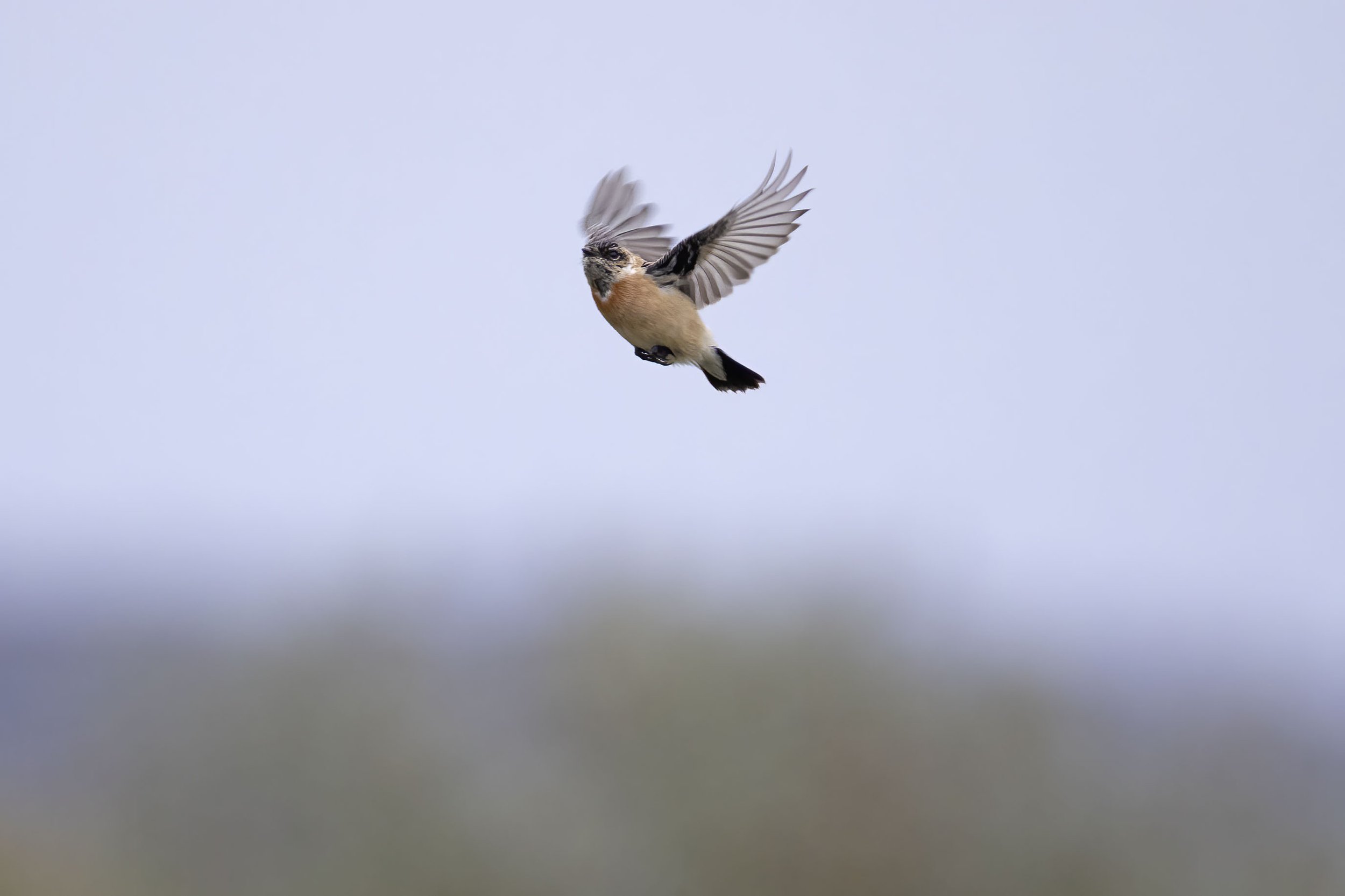 Stonechat In Flight A Siberian Stonechat at Gibraltar Point November 16th 2024 and personal ...