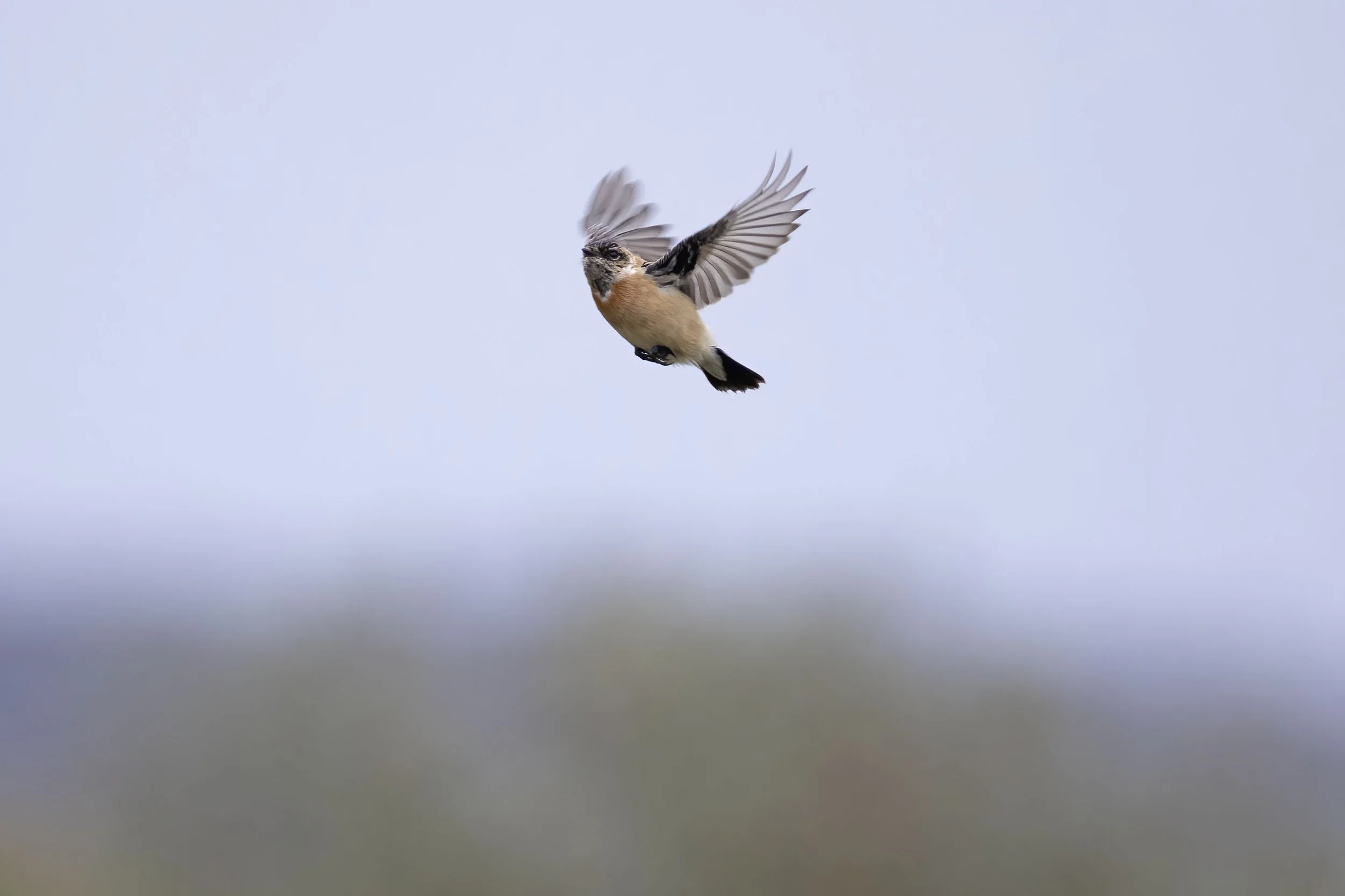 A Siberian Stonechat at Gibraltar Point November 16th 2024 and personal ...