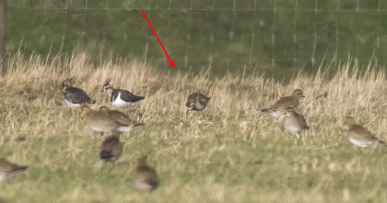 Pacific Golden Plover Pluvialis fulva Alkborough Flats, Lincolnshire, January 2015