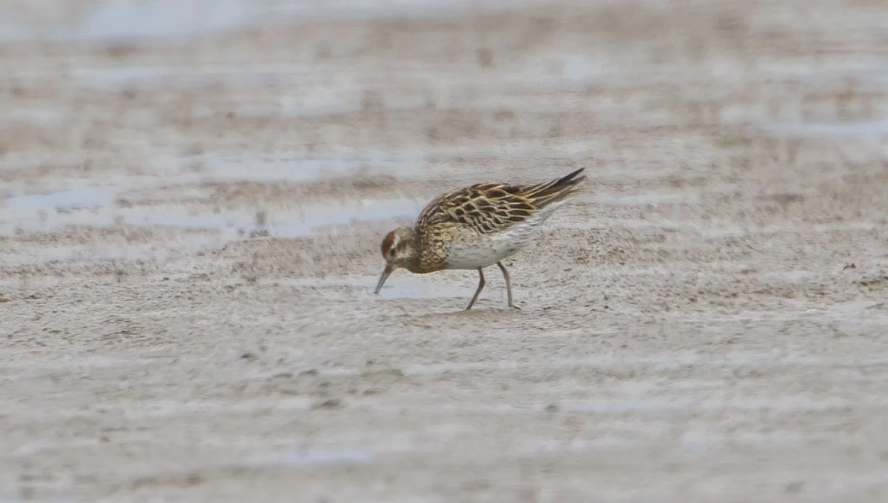Sharp-tailed Sandpiper Calidris acuminata Kilnsea, August 23rd 2010