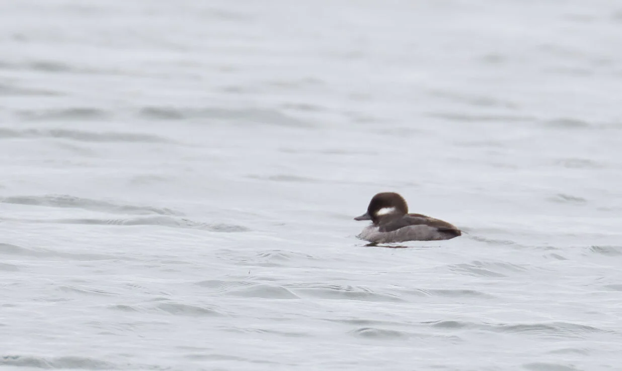 Bufflehead Bucephala albeola, Covenham reservoir Lincolnshire, April 2012
