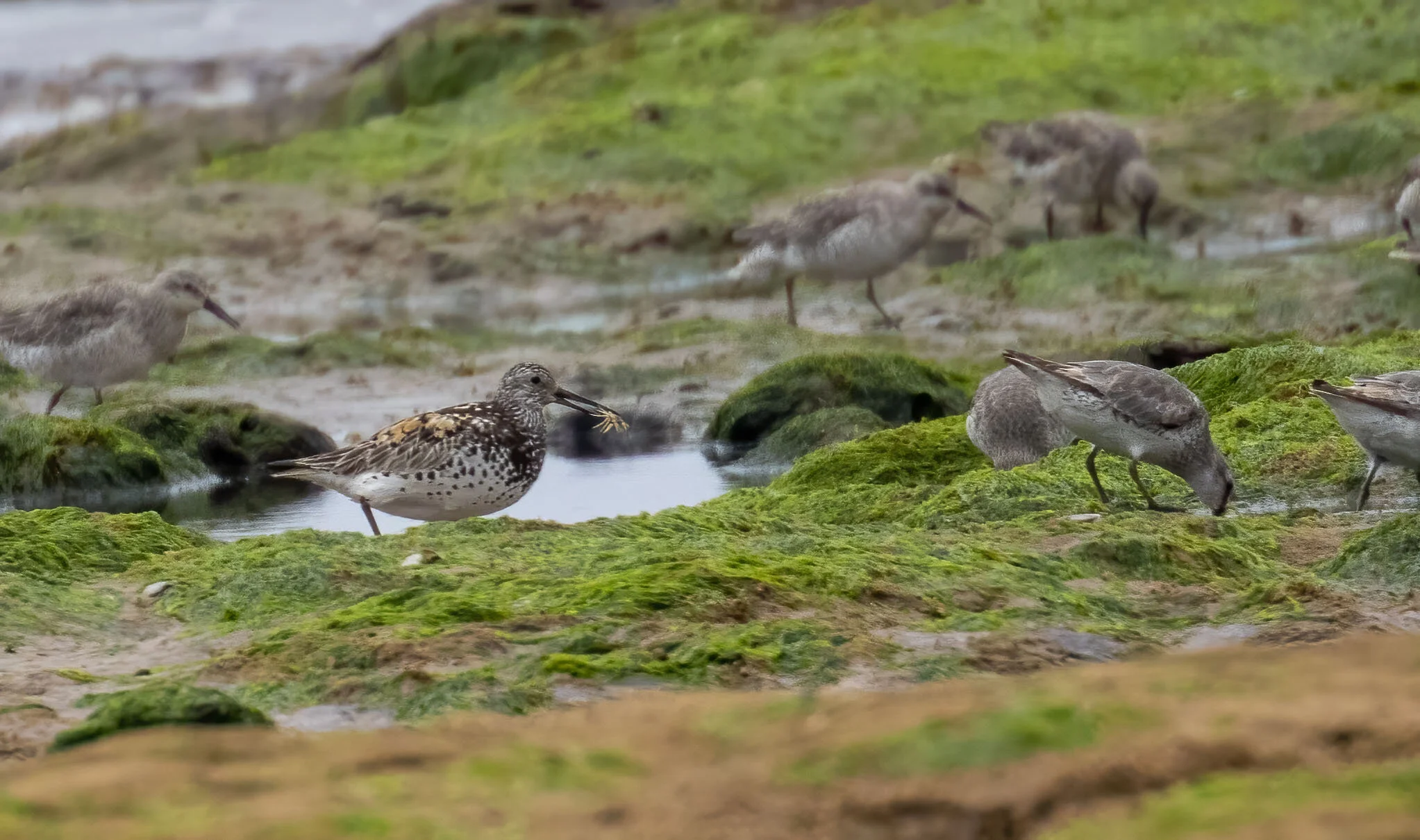 Great Knot Calidris tenuirostris Tichwell June 2016