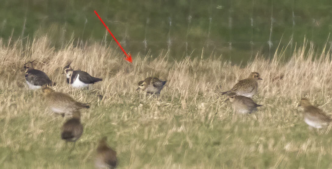 Pacific Golden Plover Pluvialis fulva Alkborough Flats, Lincolnshire, January 2015