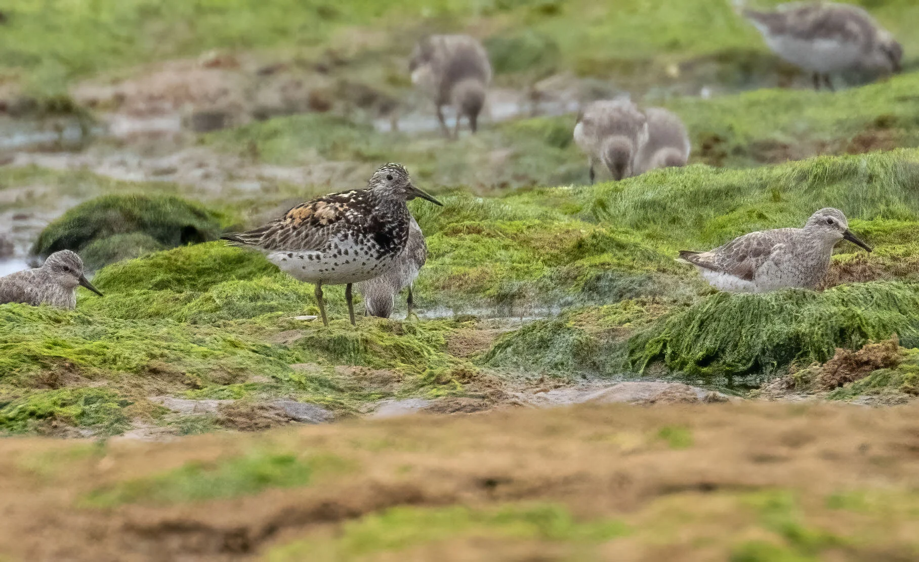Great Knot Calidris tenuirostris Tichwell June 2016