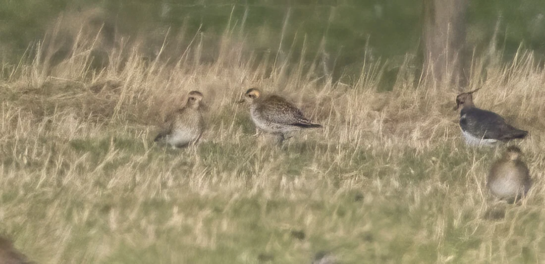 Pacific Golden Plover Pluvialis fulva Alkborough Flats, Lincolnshire, January 2015
