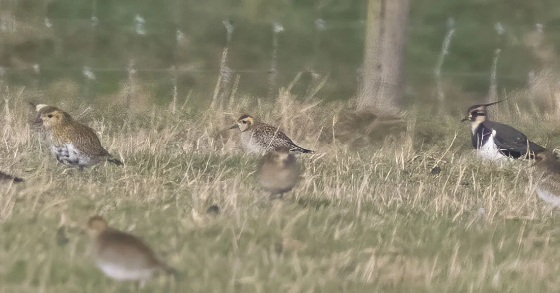 Pacific Golden Plover Pluvialis fulva Alkborough Flats, Lincolnshire, January 2015