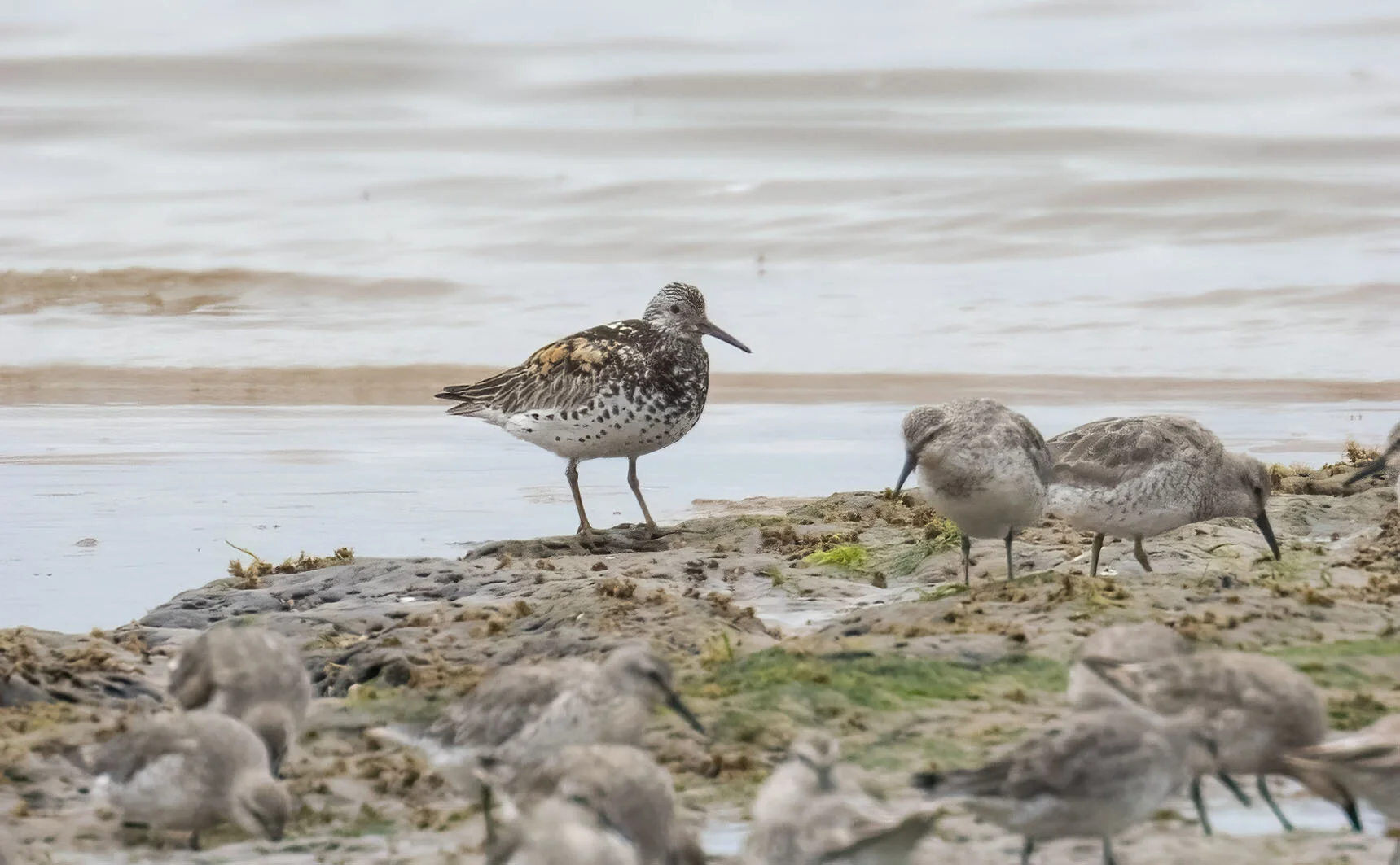 Great Knot Calidris tenuirostris Tichwell June 2016