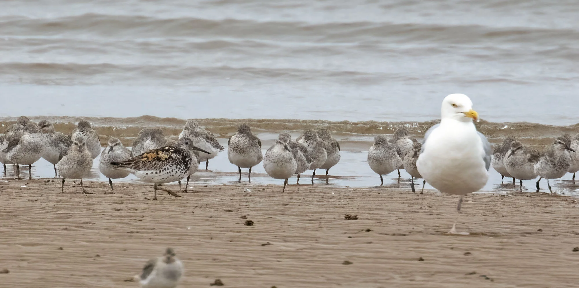 Great Knot Calidris tenuirostris Tichwell June 2016