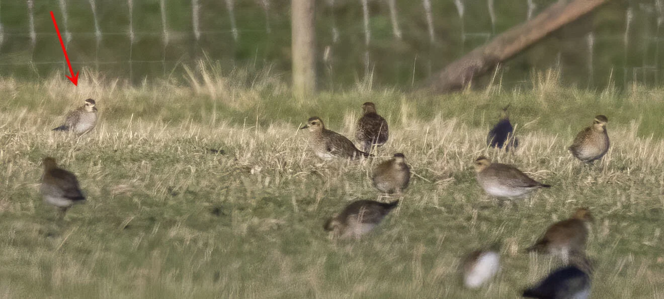 Pacific Golden Plover Pluvialis fulva Alkborough Flats, Lincolnshire, January 2015
