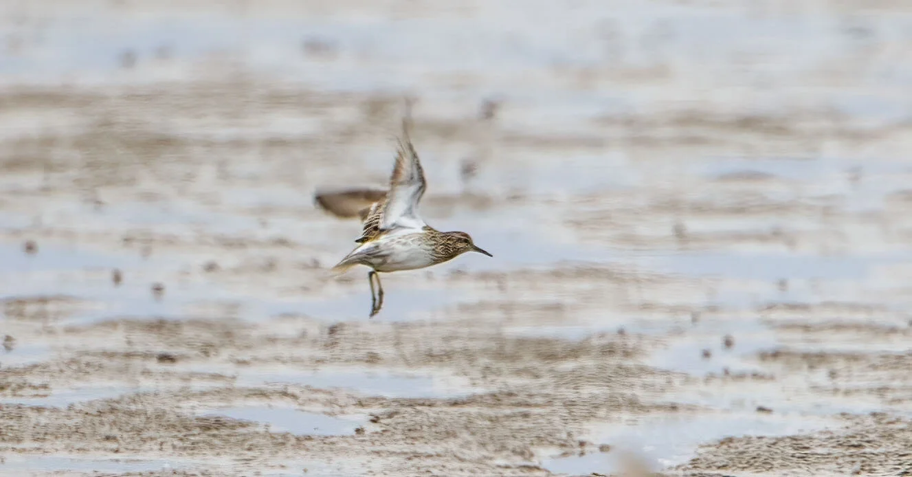 Sharp-tailed Sandpiper Calidris acuminata Kilnsea, August 23rd 2010