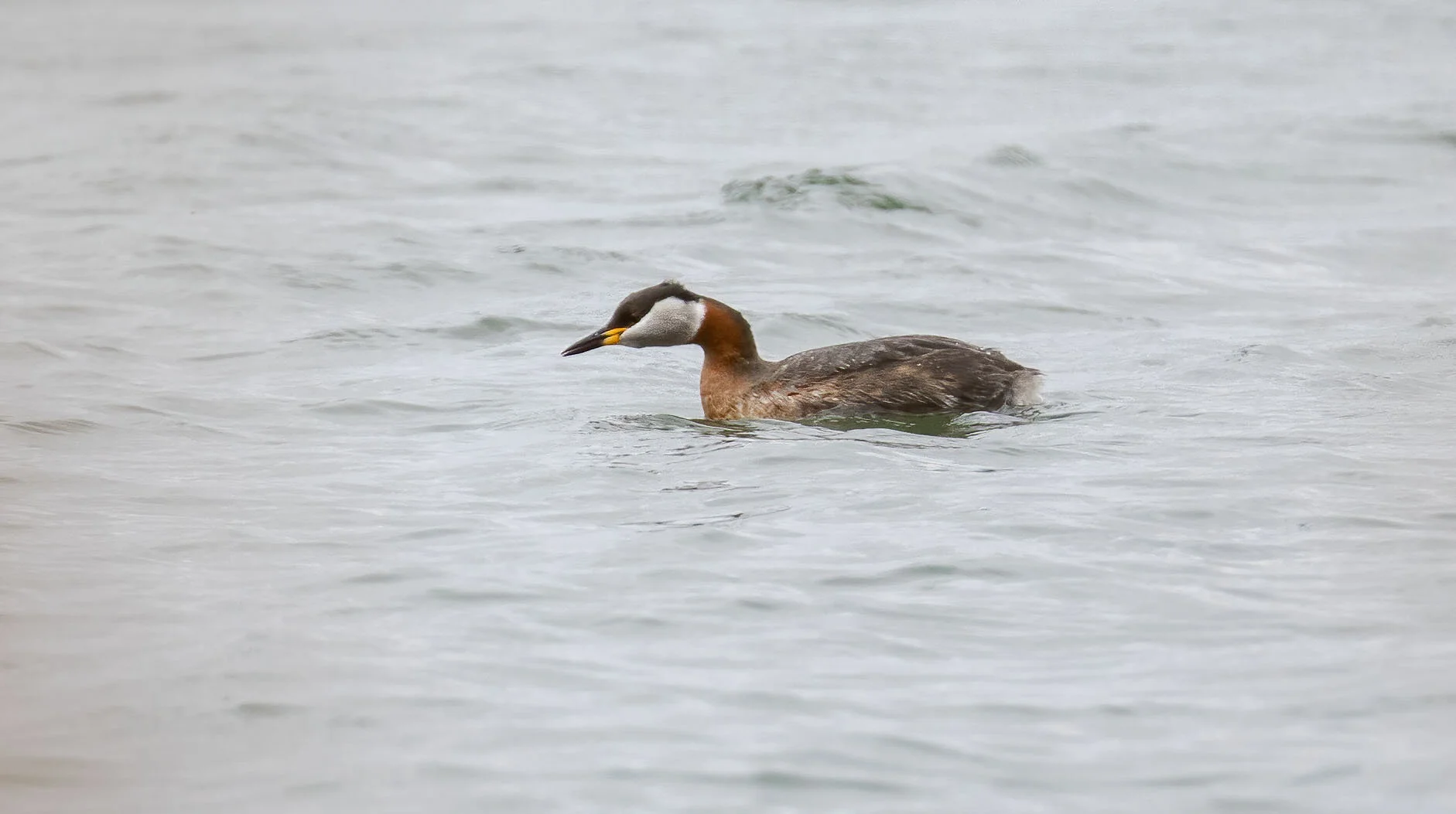 Red-necked Grebe, Barton Pits, April 2021