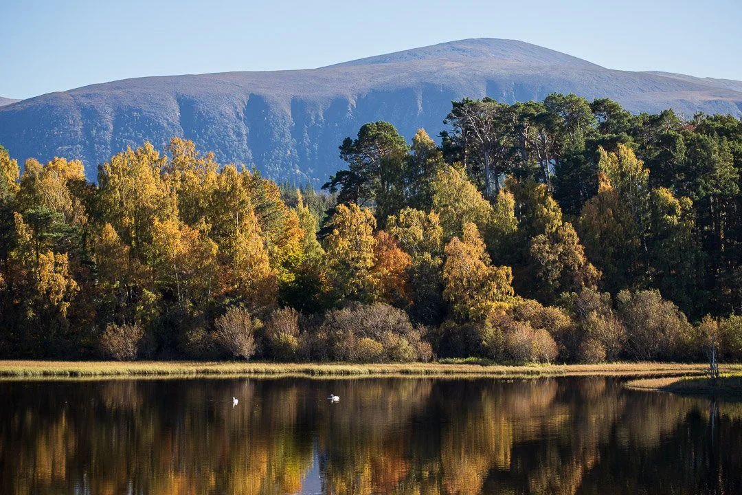 High pressure weather means beautiful autumn days like these in the Cairngorms 🍁
#wildstuffscotland #reflections #autumnvibes #riverspey #lochinsh #creagmhigeachaidh #loveoutdoors