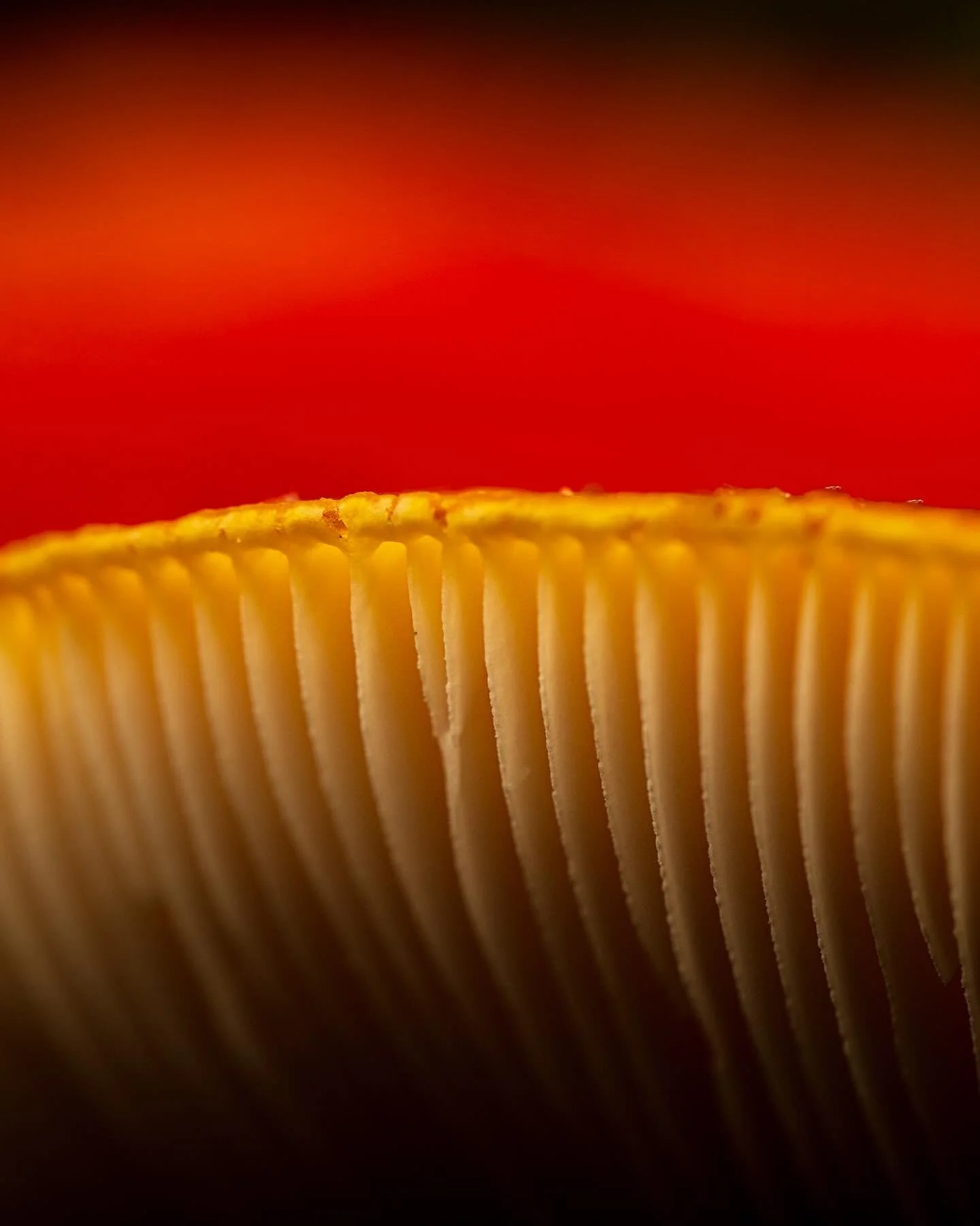 We’ve just been on a fascinating walk in the Nethy Bridge forest with expert mycologist Liz Holden, learning about the amazing fungal kingdom in our forests. The walk was part of the Cairngorms Connect ’Hill to Grill’ event celebrat