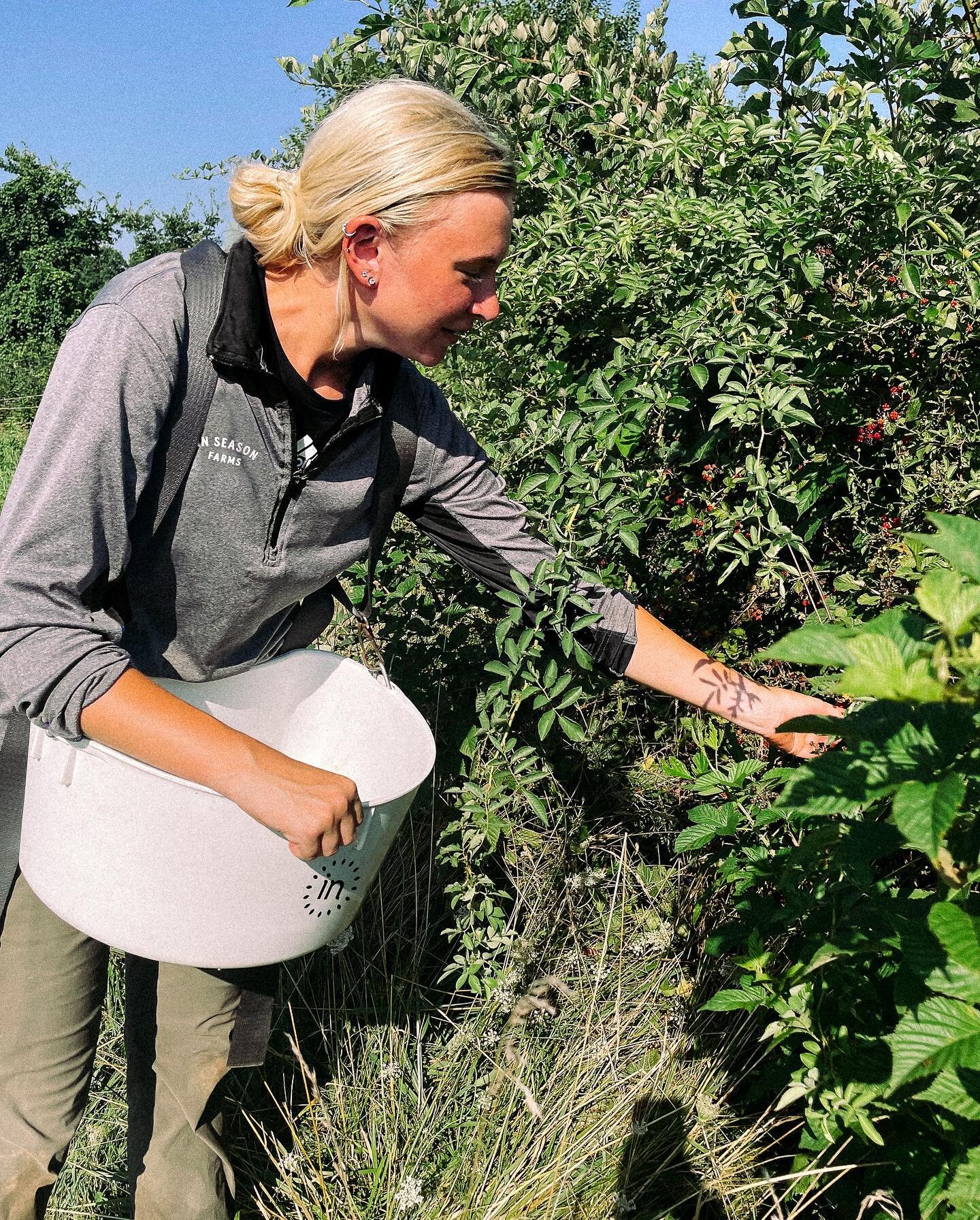 Summer is in full swing, and so are the berries at In Season Farms. 🍓😎

#inseasonfarms #nurturenature #summerberries