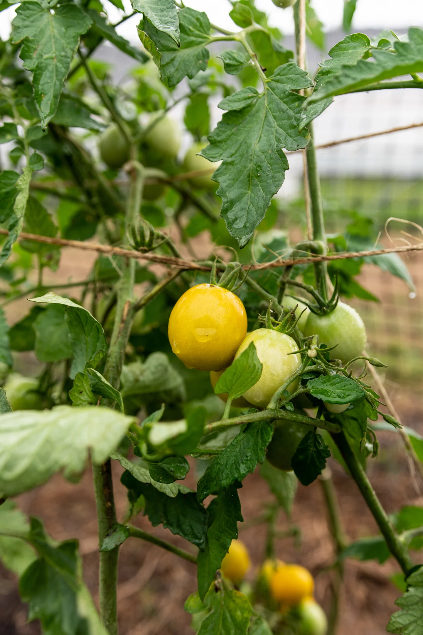 In Season Harvest Kitchen