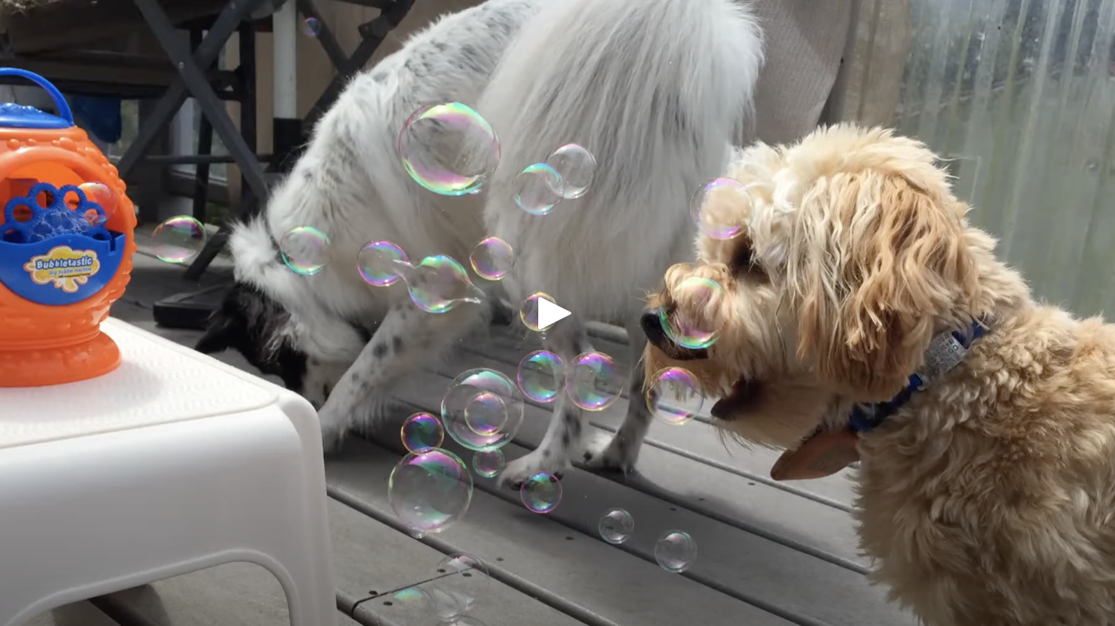 Bubbletastic Dog Bubbles - Scented Bubbles for Dogs