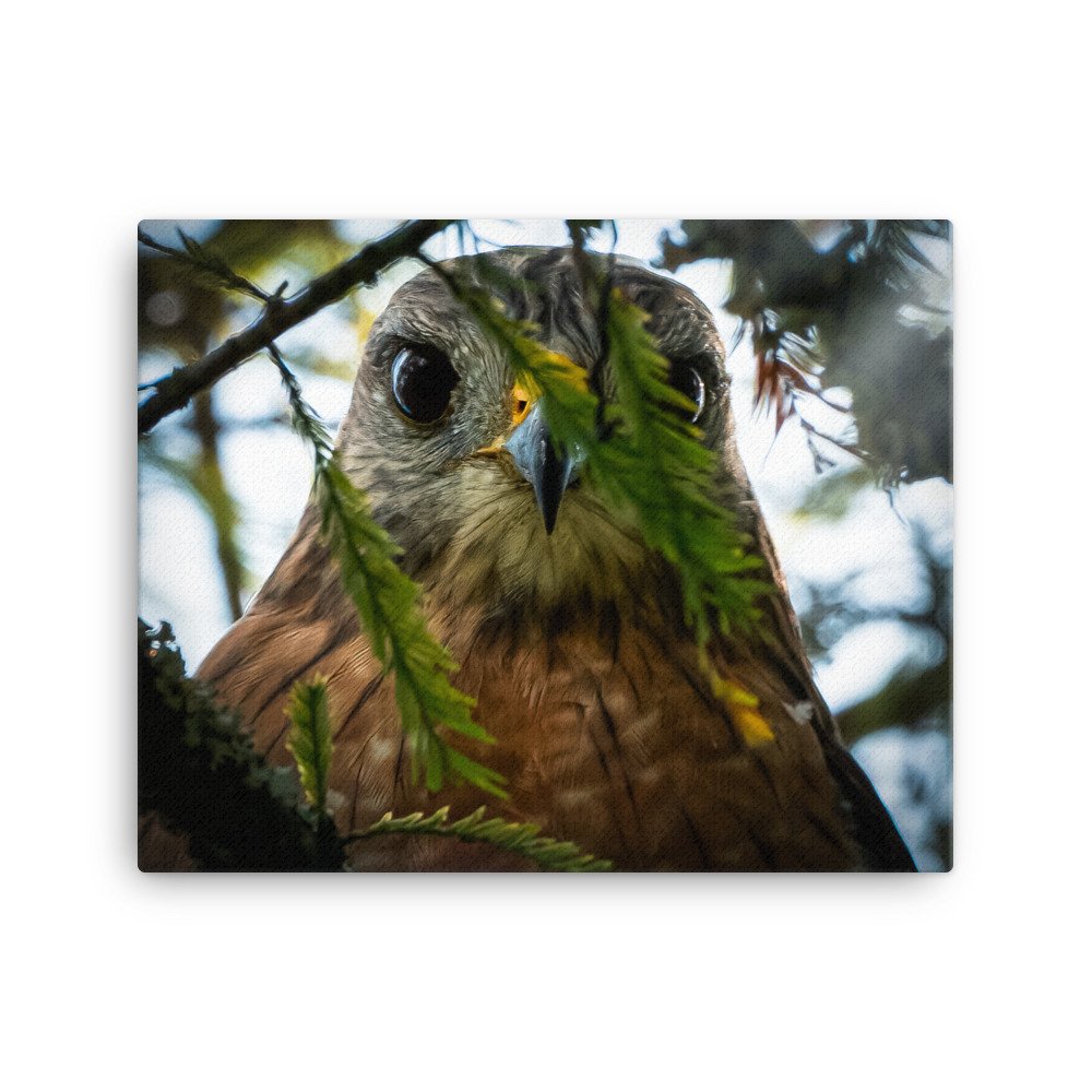 canvas-(in)-16x20-wall-62aff1ec410e8.jpg