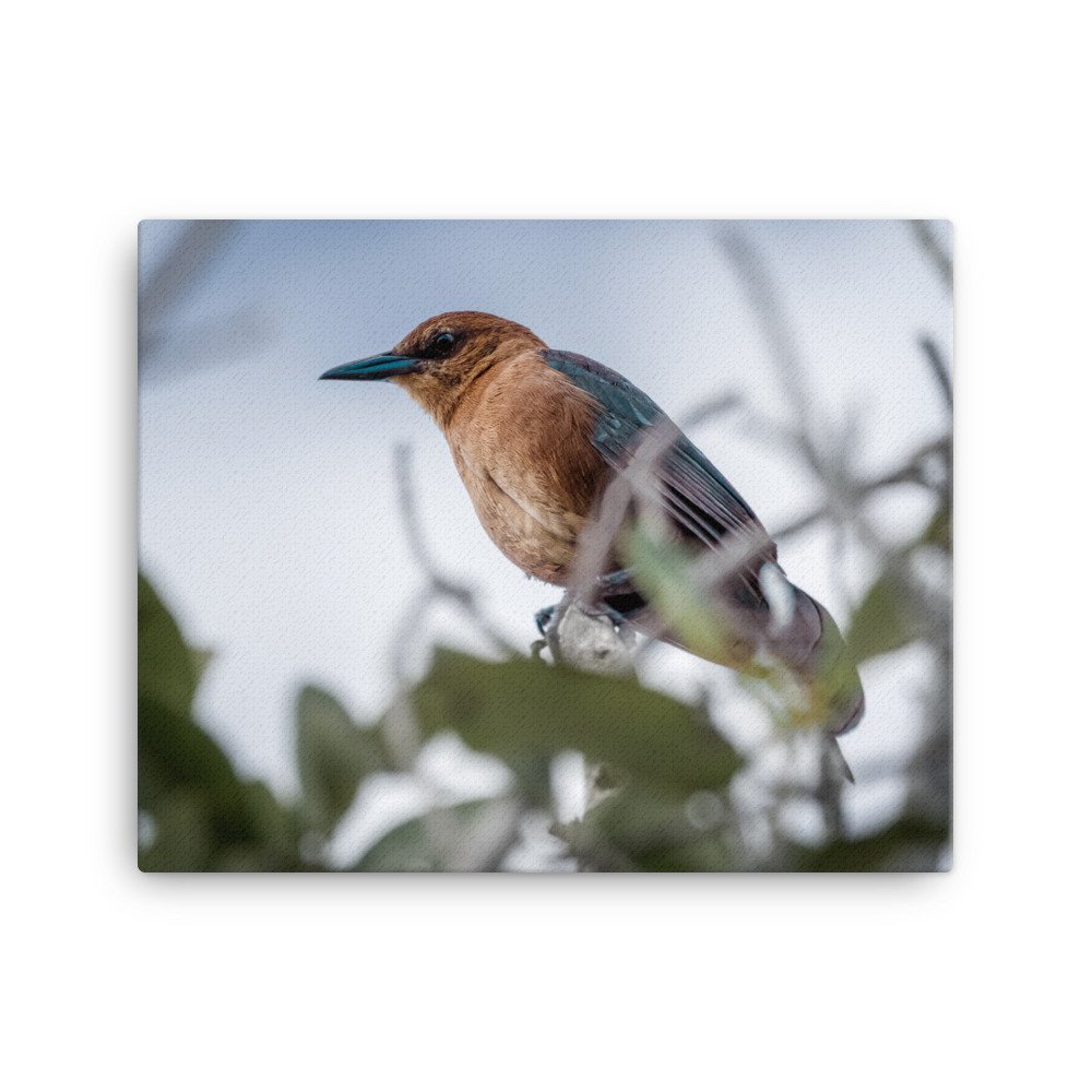 canvas-(in)-16x20-wall-62b158d8461d0.jpg
