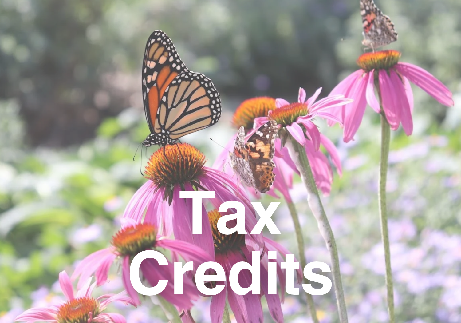 Text reads "Tax Credits" with clickable image featuring a monarch butterfly perches on a coneflower in CCUA's Food Forest at Columbia's Agriculture Park. Link takes the reader to more information on the topic.