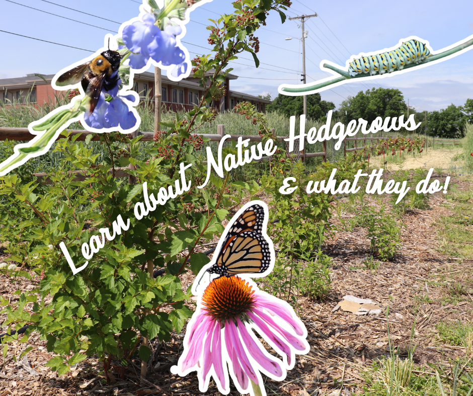 Hedge Your Bets against Harmful Pests!