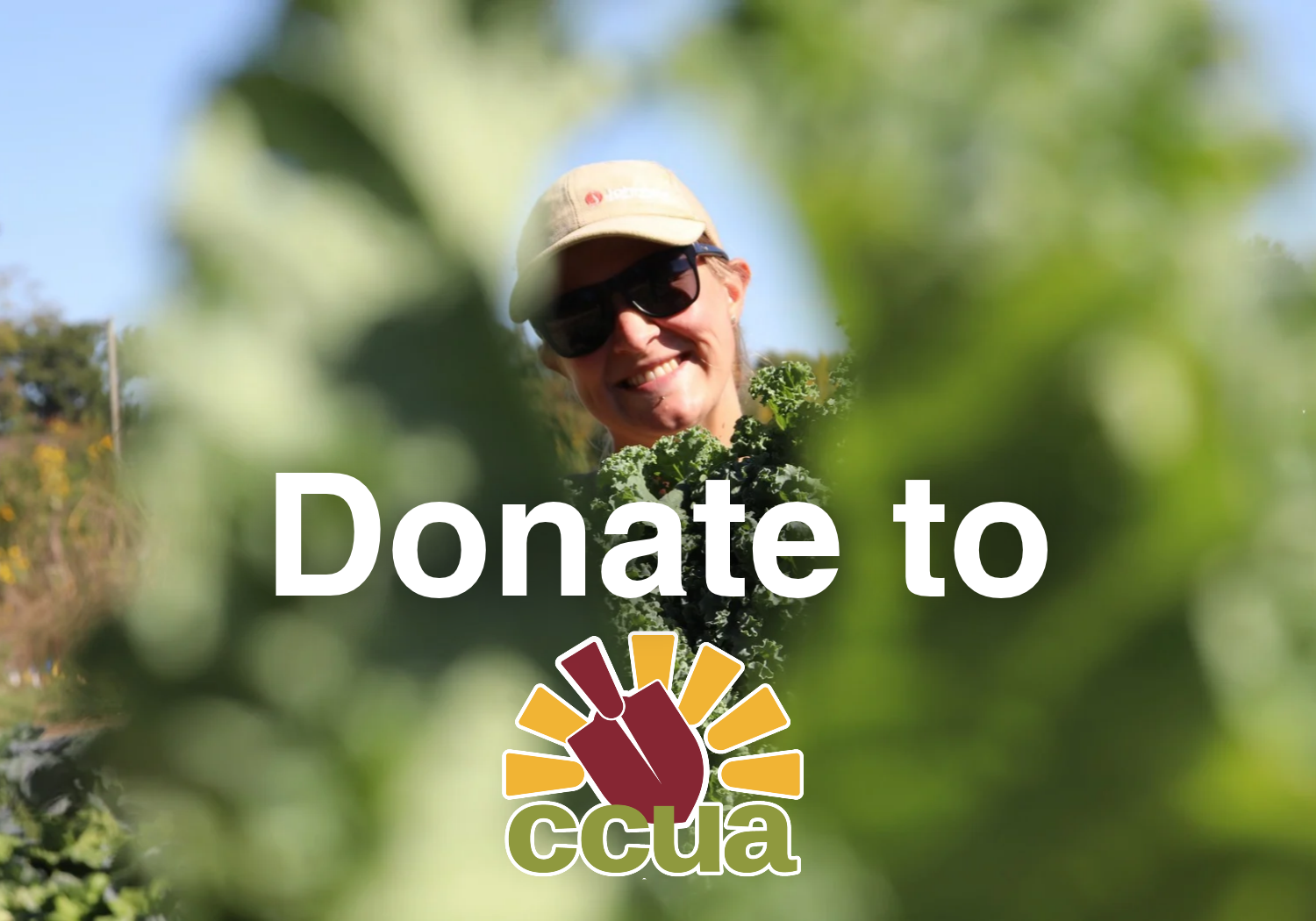 Text reads "Donate to CCUA" with clickable image featuring a CCUA staff member harvesting kale and smiling. Link takes the reader to more information on the topic.