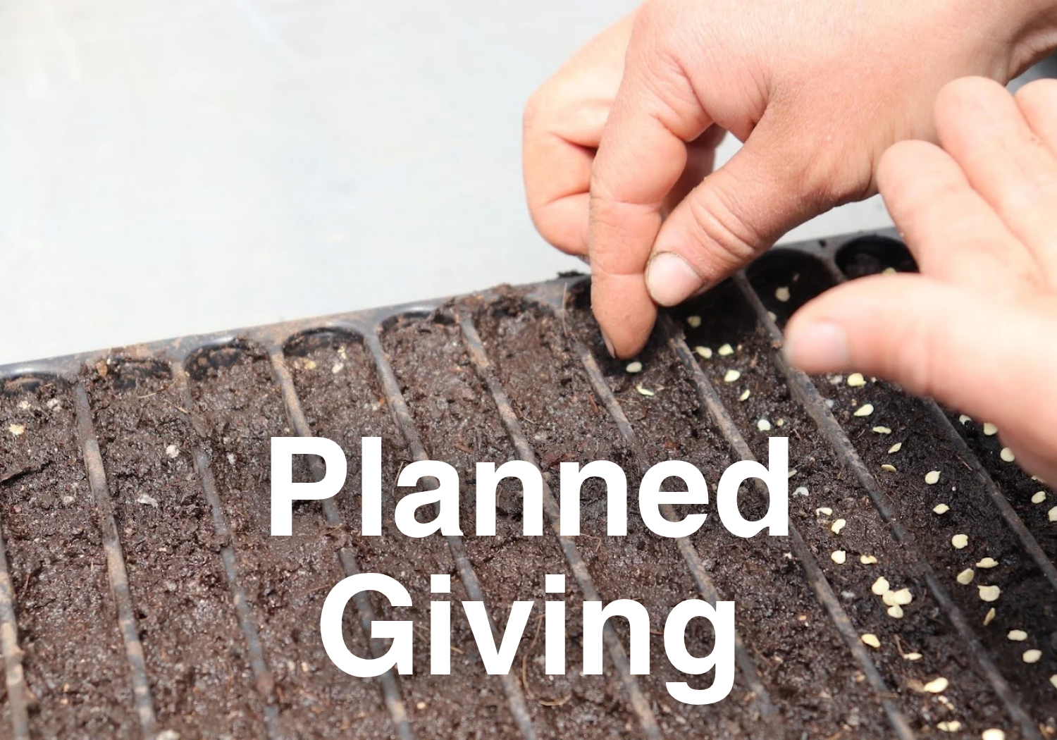 Text reads "Planned Giving" with clickable image featuring a volunteer at Columbia Center for Urban Agriculture planting a seed in CCUA's greenhouse. Link takes the reader to more information on the topic.