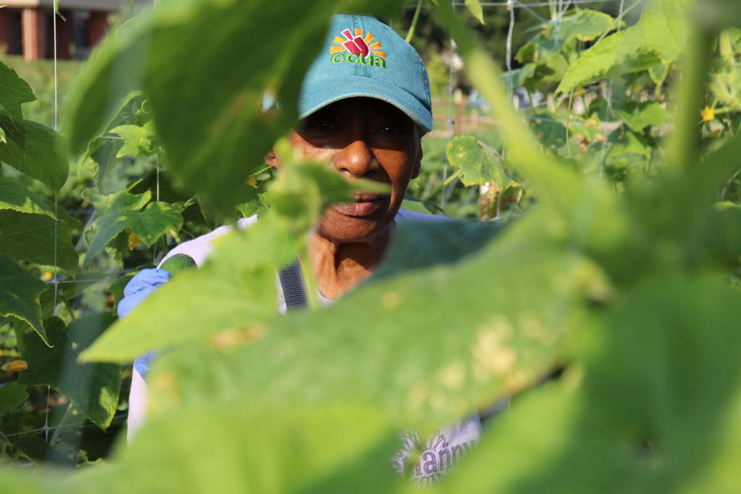 Apprentice harvests cucumbers. Gain hands-on farming and agriculture skills at Columbia's Agriculture Park with CCUA.